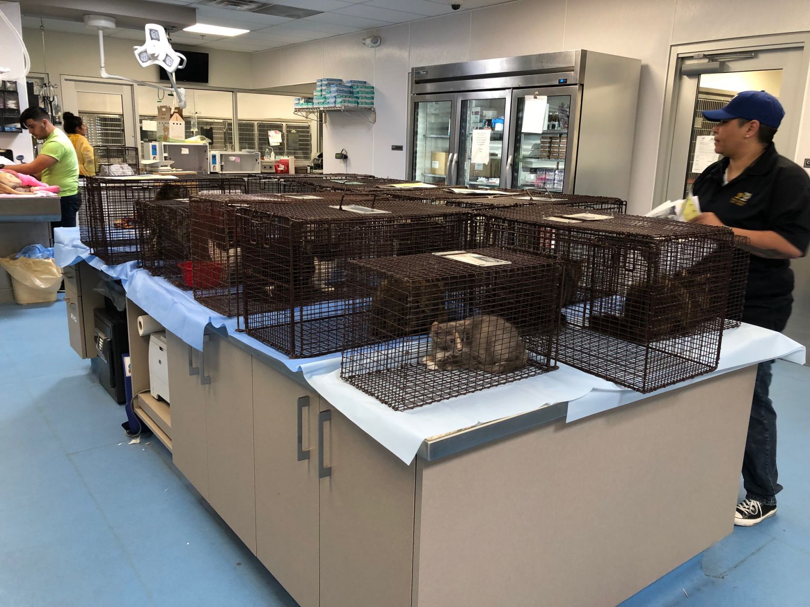 cats at PACC